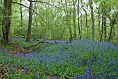 HYACINTHOIDES NON-SCRIPTA, BLUEBELL WOOD