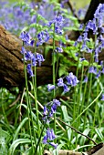 HYACINTHOIDES NON-SCRIPTA