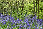 HYACINTHOIDES NON-SCRIPTA, BLUEBELL WOOD