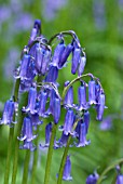 HYACINTHOIDES NON-SCRIPTA, (ENGLISH BLUEBELL)