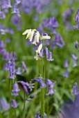 HYACINTHOIDES NON-SCRIPTA