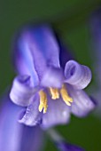 HYACINTHOIDES NON-SCRIPTA