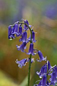 HYACINTHOIDES NON-SCRIPTA WITH SPIDER AND WATER DROPLET