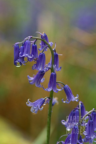 HYACINTHOIDES_NONSCRIPTA_WITH_SPIDER_AND_WATER_DROPLET