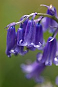 BLUEBELL CLOSE UP OF FLOWERS