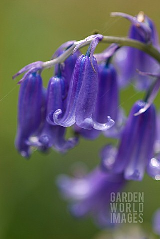 BLUEBELL_CLOSE_UP_OF_FLOWERS