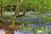 HYACINTHOIDES NON-SCRIPTA, BLUEBELL CARPET UNDER BEECH TREES