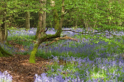 HYACINTHOIDES_NONSCRIPTA_BLUEBELL_CARPET_UNDER_BEECH_TREES