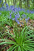 HYACINTHOIDES NON-SCRIPTA