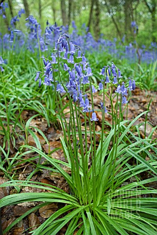 HYACINTHOIDES_NONSCRIPTA