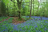 HYACINTHOIDES NON-SCRIPTA BLUEBELLS IN BEECH WOOD