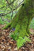 HYACINTHOIDES NON-SCRIPTA, BLUEBELL AT BASE OF TREE