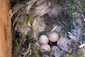 BLUE TIT NEST WITH EGGS