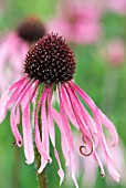 ECHINACEA PALLIDA