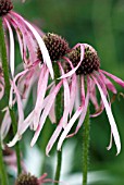 ECHINACEA PALLIDA