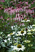 MIXED PLANTING ECHINACEA WITH ERYNGIUM