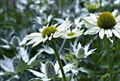 ECHINACEA PURPUREA GREEN EDGE WITH ERYNGIUM GIGANTEUM