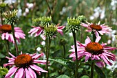 ECHINACEA PURPUREA RUBINGLOW