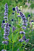 AGASTACHE FOENICULUM