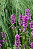 STACHYS OFFICINALIS HUMMELO WITH MOLINIA