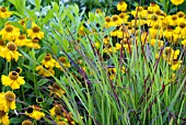 HELENIUM RIVERTON BEAUTY WITH PANICUM VIRGATUM SHENANDOAH