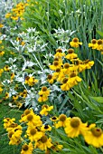 HELENIUM RIVERTON BEAUTY WITH ERYNGIUM GIGANTEUM