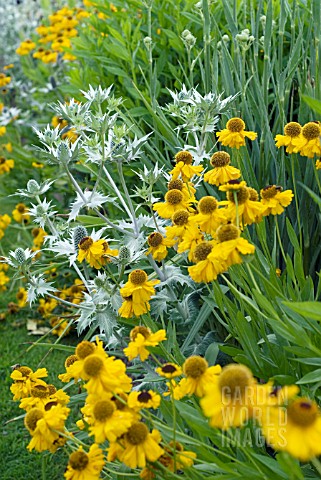 HELENIUM_RIVERTON_BEAUTY_WITH_ERYNGIUM_GIGANTEUM