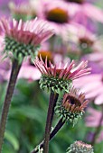 ECHINACEA PURPUREA RUBINGLOW