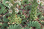 SEMPERVIVUM CALCAREUM FROM MONT VENTOUX