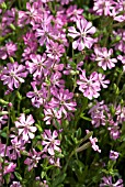 SILENE COLORATA PINK PIROUETTE