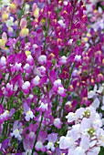 LINARIA MAROCCANA CONFETTI MIX