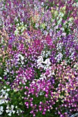 LINARIA MAROCCANA CONFETTI MIX