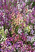 LINARIA MAROCCANA CONFETTI MIX