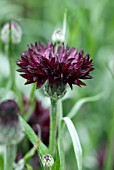 CENTAUREA CYANUS BLACK BALI