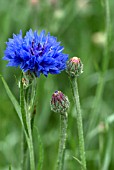 CENTAUREA CYANUS BLUE DIADEM