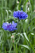 CENTAUREA CYANUS BLUE DIADEM