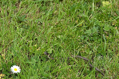 GRASS_SNAKE