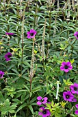 GERANIUM ANN FOLKARD WITH VERONICASTRUM