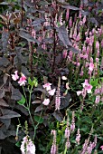 COMBINATION PLANTING IN BORDER