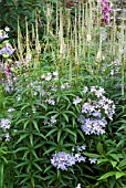 VERONICASTRUM WITH CAMPANULA LACTIFLORA