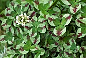 TRIFOLIUM REPENS DRAGONS BLOOD