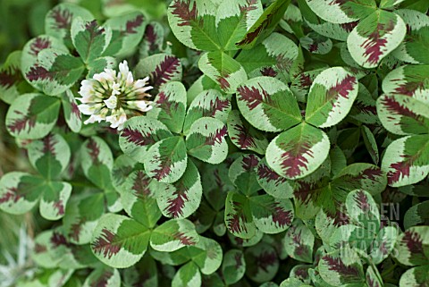 TRIFOLIUM_REPENS_DRAGONS_BLOOD