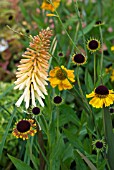 KNIPHOFIA TOFFEE NOSED WITH HELENIUM