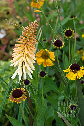 KNIPHOFIA_TOFFEE_NOSED_WITH_HELENIUM