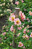 ALSTROMERIA SHOWING PLANT SUPPORT