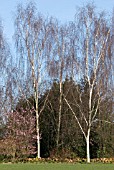 BETULA, SILVER BIRCH