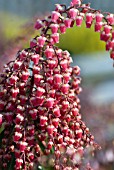 PIERIS VALLEY VALENTINE