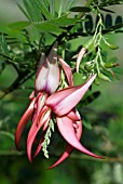 CLIANTHUS PUNICEUS ROSEUS