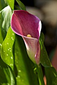 ZANTADESCHIA