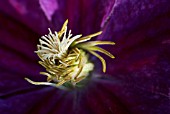CLEMATIS STIGMA AND STAMENS